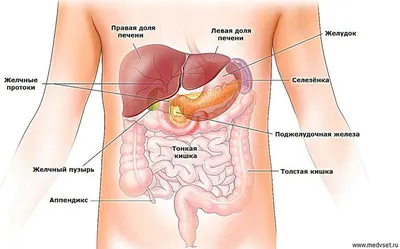 Боль в животе медицинская инфографика различных органов брюшной полости |  Премиум векторы