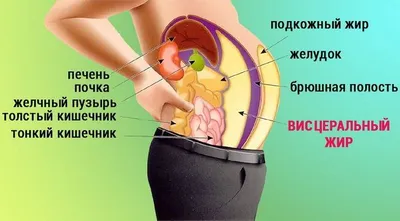 Пять причин убрать живот и поднять внутренние органы. | Владимир Животов |  Дзен