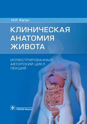 Что внутри огромного живота у мужчин? Почему он твердый, раздутый и держит  форму? | BiohackLive | Дзен