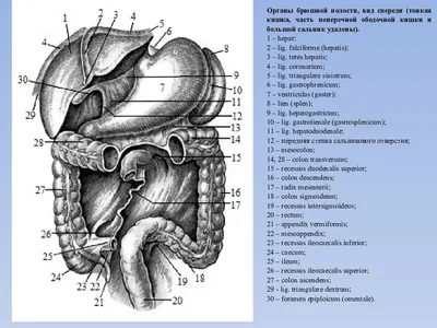 Органы Брюшной Полости Рисунок (55 Фото)