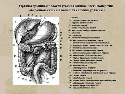 КОСЫЕ МЫШЦЫ ЖИВОТА / анатомия, функции, упражнения - YouTube