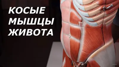 Тренировка глубоких мышц для плоского живота и здоровой поясницы |  Bodymaster О спорте и фитнесе | Дзен