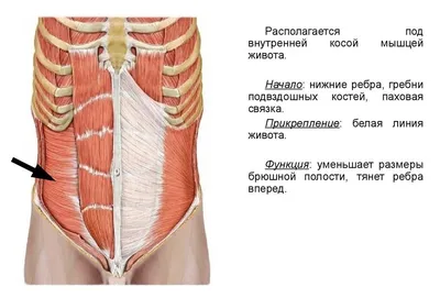 Анатомия : Брюшная полость и полость таза. Брюшина