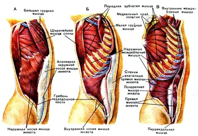 Картинки расположение органов человека (69 фото)