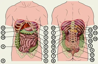 Пищеварительная система : нормальная анатомия | e-Anatomy