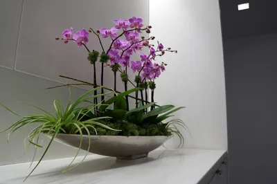 Орхидеи Phalaenopsis.Красивые цветы. - YouTube