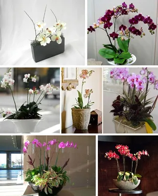 Красивые букеты из орхидей - 77 фото