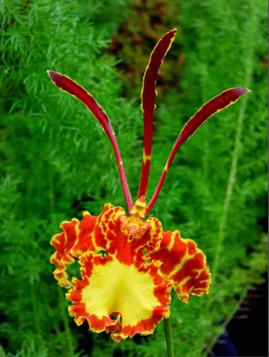 Орхидеи в доме: секреты ухода и потрясающего цветения | Любителям цветов,  сада и огорода. | Дзен