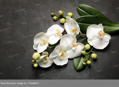 Виды орхидей: описание с фото и названиями | 