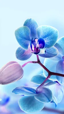 Красивые цветы и листья орхидеи на темном фоне :: Стоковая фотография ::  Pixel-Shot Studio