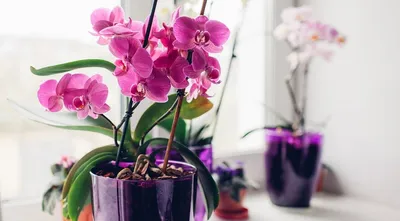 Самая красивая Орхидея в мире - красивые фото