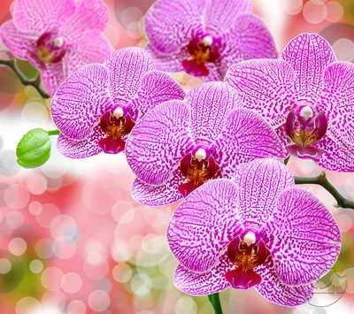 Vanda Orchid | Орхидеи, Орхидея, Красивые цветы