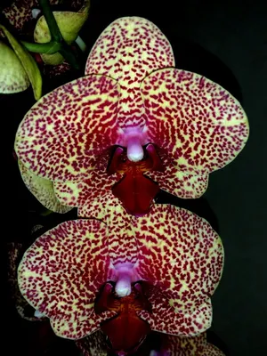 Можно ли держать дома орхидеи: красивые цветы для интерьера и для души —  