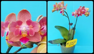 Phal. Philippinensis x sib 2,5' |  - Сервис коллективных  заказов