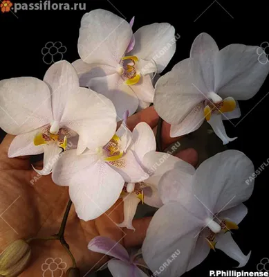 Орхидомания в Дании - одержимость орхидеями - Флора Пассионис