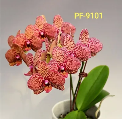 Орхидея: цветок, происхождение которого окутано мифами