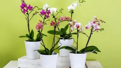3 шт., стены с орхидеями | AliExpress