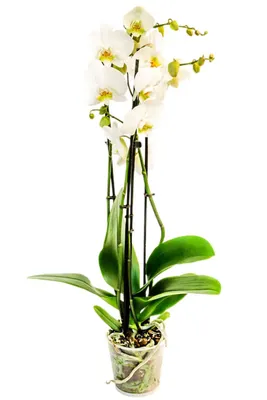 Орхидеи с большим разрешением #40