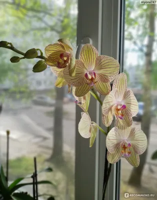 Выращивание орхидеи ванда в домашних условиях