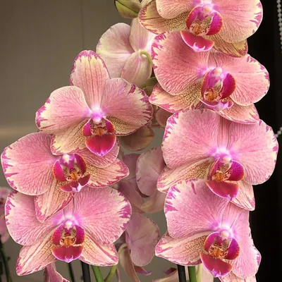 Орхидея фаленопсис - особый уход в домашних условиях | Энциклопедия роз