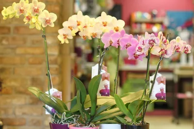 Орхидея Фаленопсис промо ø12 h40 - 55 см - купить по выгодной цене на  