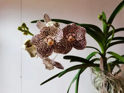 Самые красивые орхидеи. Справочник цветовода, Ирина Зайцева – скачать pdf  на ЛитРес