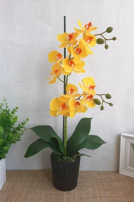 Обои Цветы Орхидеи, обои для рабочего стола, фотографии цветы, орхидеи,  орхидея Обои для рабочего стола, скачать обои картинки заставки на рабочий  стол.