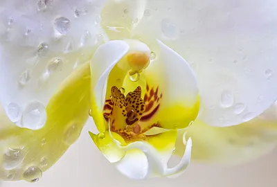 Орхидея высокого качества 1 комплект, латексная силиконовая композиция  большого размера, роскошный Настольный цветочный Декор для дома, гостиницы,  без вазы | AliExpress