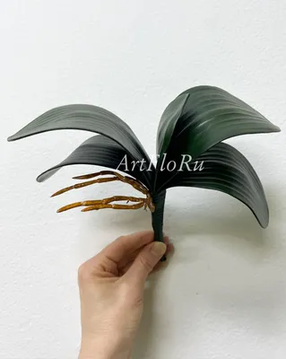 Картина "Белоснежный бутон орхидеи" | Интернет-магазин картин "АртФактор"