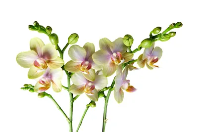 Орхидеи: наслаждайтесь их красотой в каждом кадре | Орхидея Фото №265  скачать