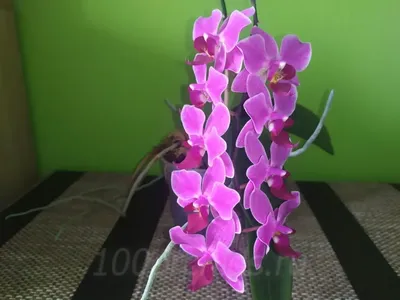 Орхидея обои для рабочего стола, картинки и фото - 