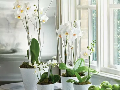 Орхидеи на окне - 71 фото