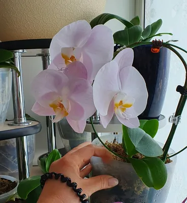 Как определить название орхидеи | Олесечкины сказки | Дзен