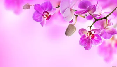 Орхидеи в интерьере - 57 фото