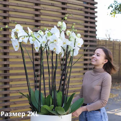Белые орхидеи в напольном кашпо – заказать на Ярмарке Мастеров – OOC6IRU |  Композиции, Санкт-Петербург