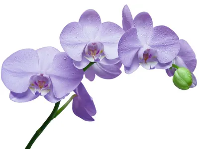Купить ветку орхидеи поштучно в Хабаровске ❤ 