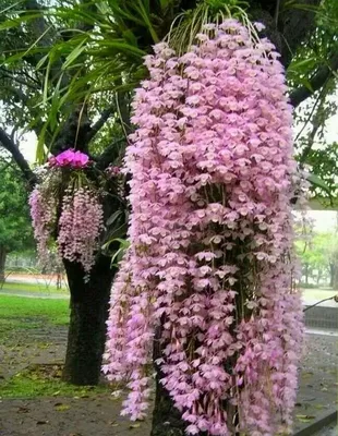 Képtalálat a következőre: „растут орхидеи в природе” | Orchids garden,  Beautiful orchids, Beautiful flowers