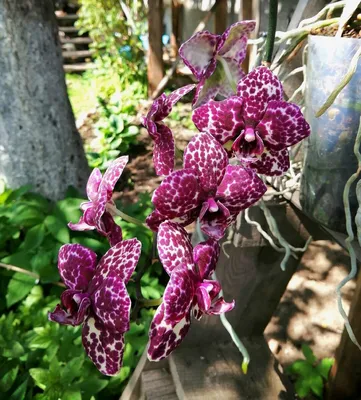 ORCHID as growing orchids, Thailand. Blooming orchid. Flowers Thailand,  Phuket tourism - YouTube