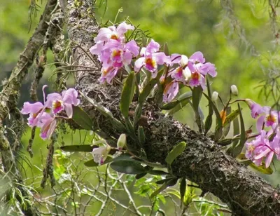 Орхидеи в природе, фото орхидей на деревьях и в лесу.