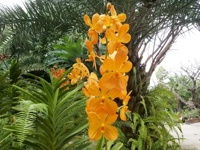 Орхидея в природе - 58 фото