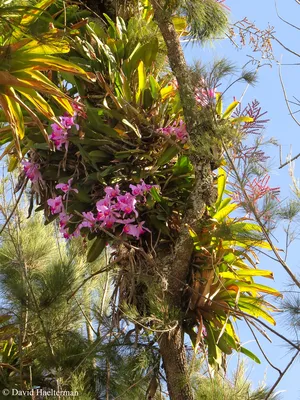 Орхидея в естественной среде - 67 фото
