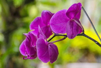 Голубая орхидея по цене 4071 ₽ - купить в RoseMarkt с доставкой по  Санкт-Петербургу
