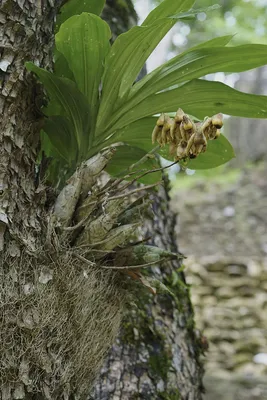 Орхидеи в природе, фото орхидей на деревьях и в лесу.