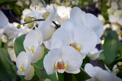 Орхидея виды картинках картинки