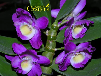 Фото орхидей: фаленопсис, башмачок, каттлея и редкие орхидеи