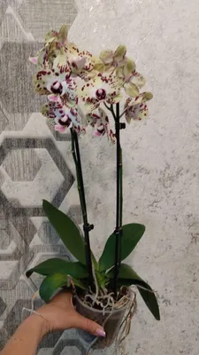 Орхидея Phalaenopsis (Фаленопсис) мини 30-9 - купить в Минске с доставкой,  цена и фото в интернет-магазине 