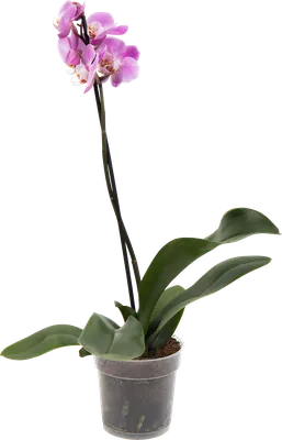 Орхидея Phalaenopsis Altea (отцвел)