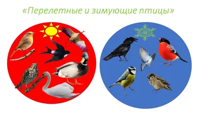 Картинки зимующих птиц для детского сада - 61 фото
