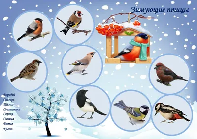 Проект «Зимующие птицы» (средняя группа) (3 фото). Воспитателям детских  садов, школьным учителям и педагогам - Маам.ру
