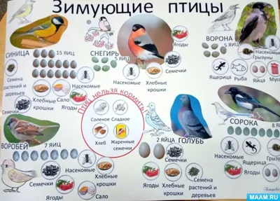 Карточки "Перелетные и зимующие птицы России"